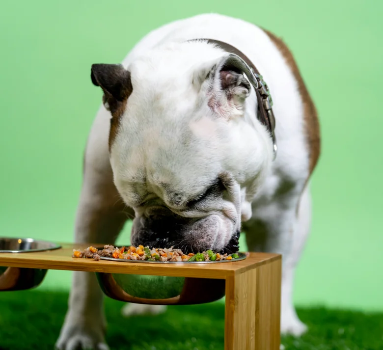 Bulldog eating food