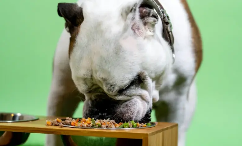 Dog eating cooked food