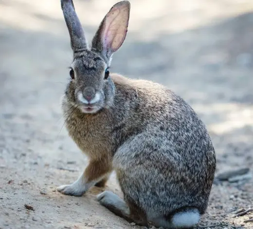 Hnědý divoký králík sedí na zemi a dívá se do kamery.