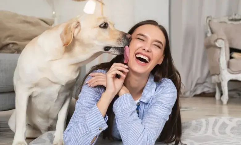 Žlutý labrador mlaská do tváře šťastné ženy na podlaze.