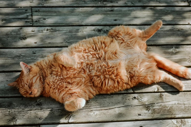 Obezni oranžová kočka spí na dřevěné podlaze.