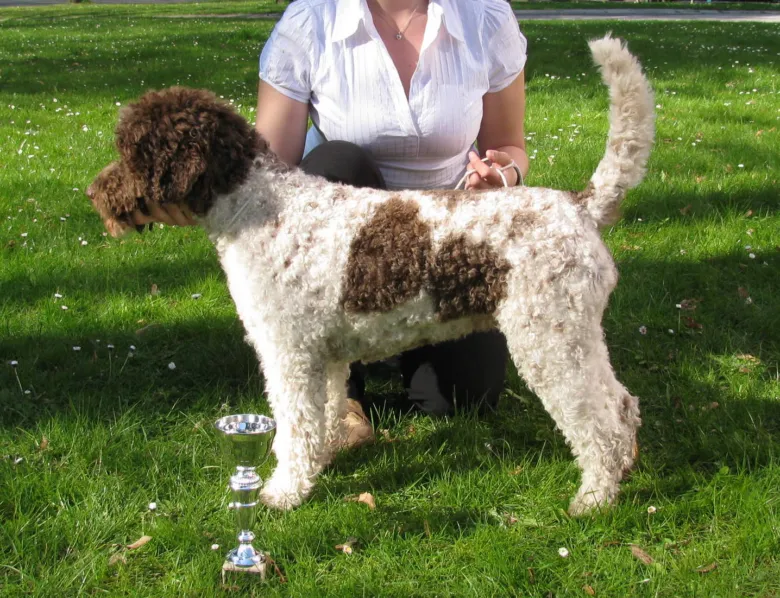 Lagotto romagnolo stojí na trávě vedle trofeje s chovatelem.