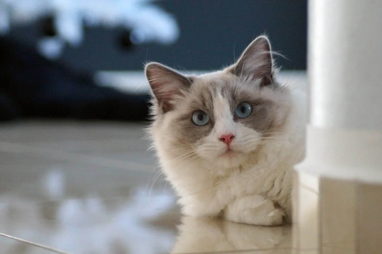 Ragdoll kočka sedí na dlažbě vedle bílého sloupku.