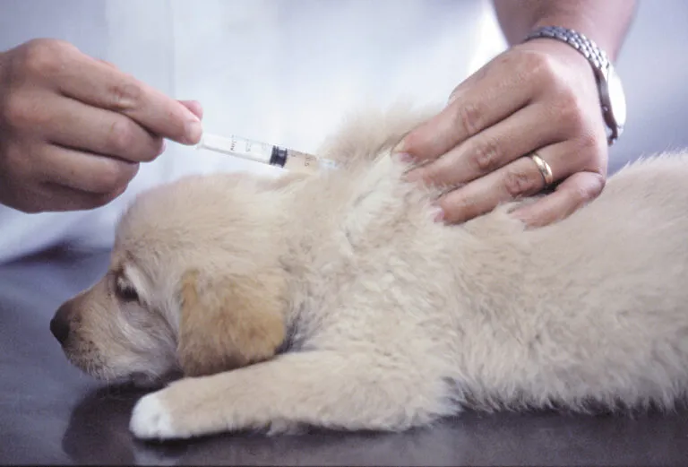 Veterinář podává očkování štěněti proti psinkám.
