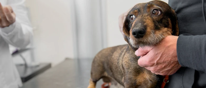 Pes je držet v rukou osoby na veterinárním vyšetření.