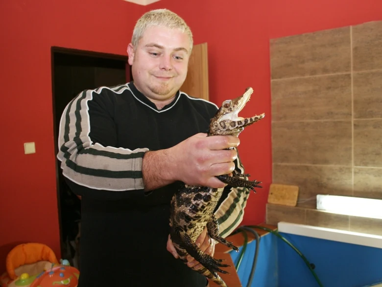 Muž drží malého kajmana s otevřenou tlamou v interiéru.