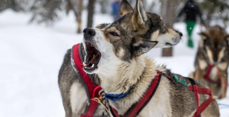 Husky pes vyje na měsíc v zimním prostředí.