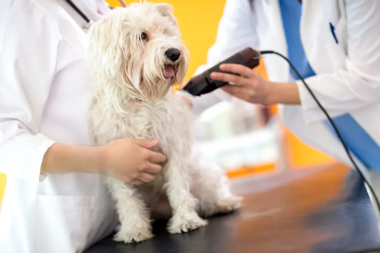 Bílý pes je klidně stříhán veterinářem s elektrickým nožičkem.