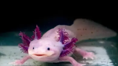 Růžový axolotl plavící se v akváriu s tmavým pozadím.