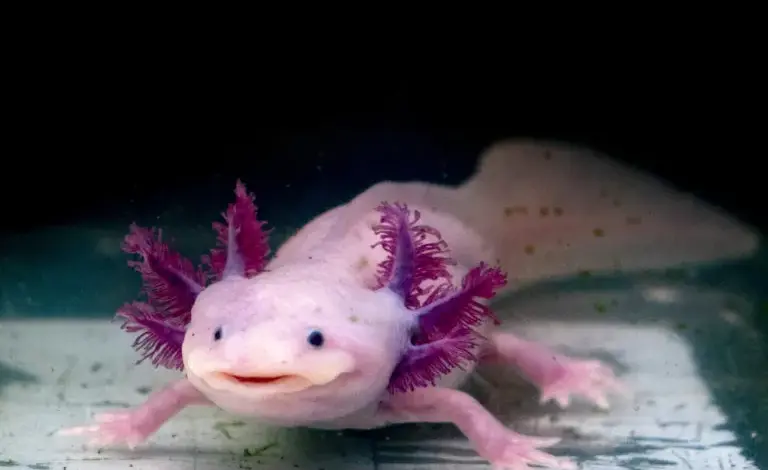 Růžový axolotl plavící se v akváriu s tmavým pozadím.