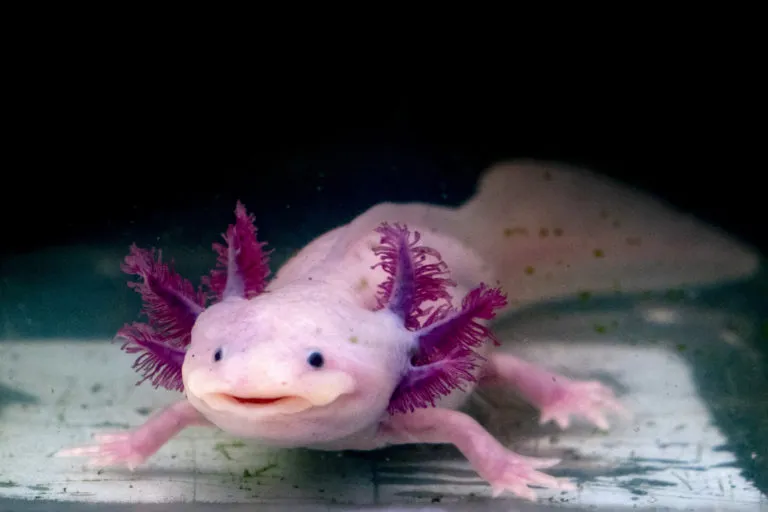 Růžový axolotl plavící se v akváriu s tmavým pozadím.