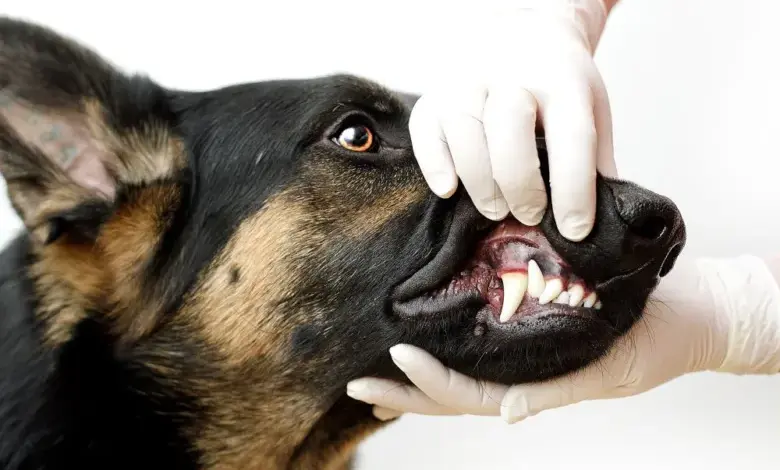 Veterinář čistí zuby psu rukavicemi v ordinaci.