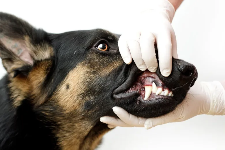 Veterinář čistí zuby psu rukavicemi v ordinaci.