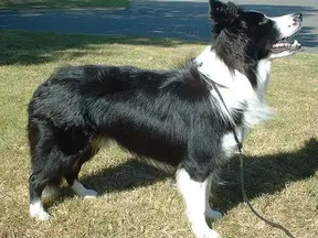 Černobílý border collie stojí na trávníku venku.