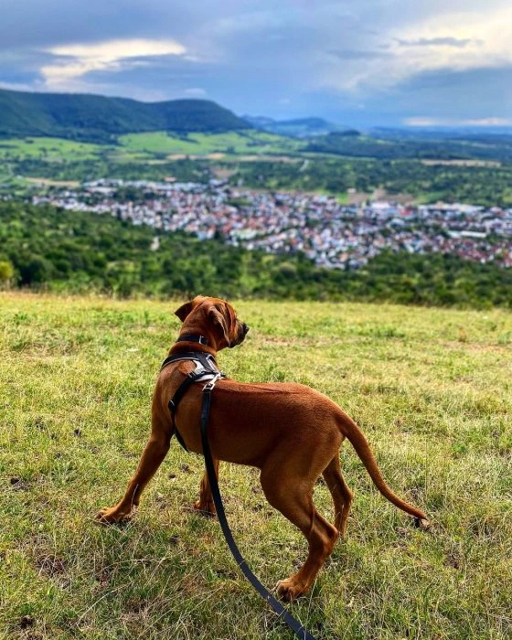 Rhodéský ridgeback stojí na trávníku s výhledem do údolí.