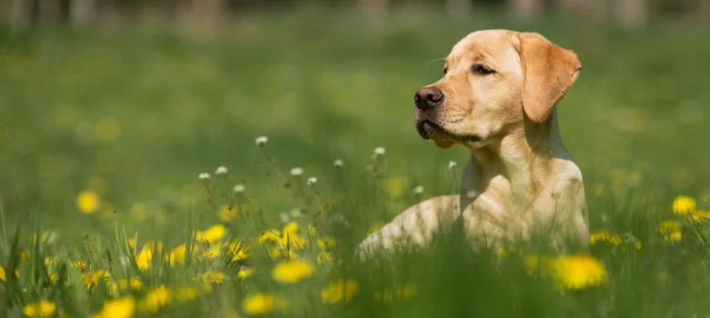 Žlutý labrador v trávě s kvítky