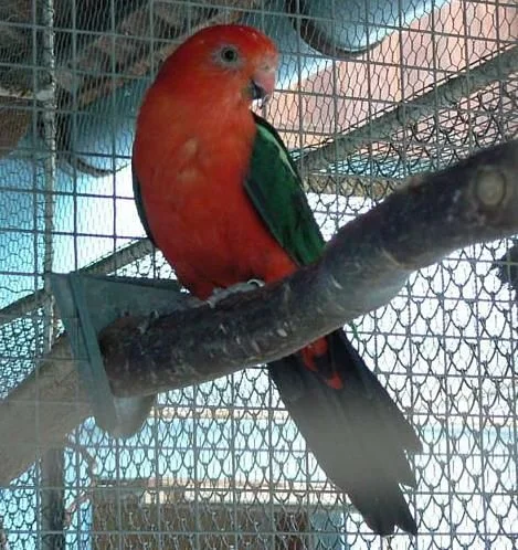 King parrot on branch in cage