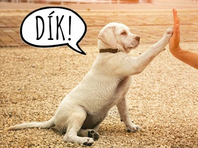 Dog giving high five