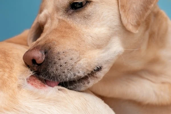 Žlutý labrador líže podrážděnou kůži na svém těle.