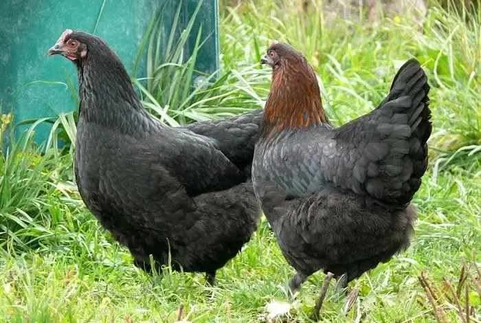 Dvě slepice plemene maranská modrá stojí na trávě.