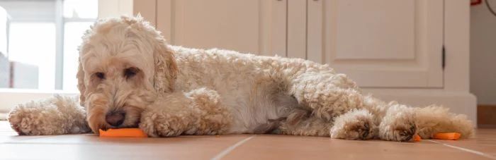 Dog eating carrot on floor