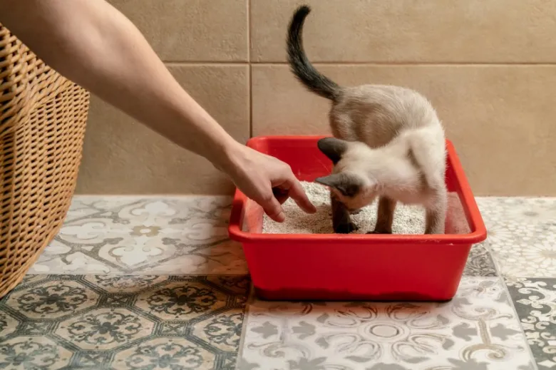 Ruka dotýká kočky v červené toaletě pro kočičí potřeby.