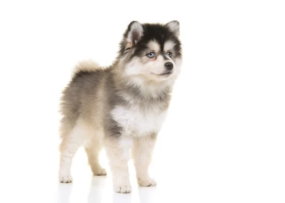 Mladý štěně plemene pomsky s modrými očima na bílém pozadí.