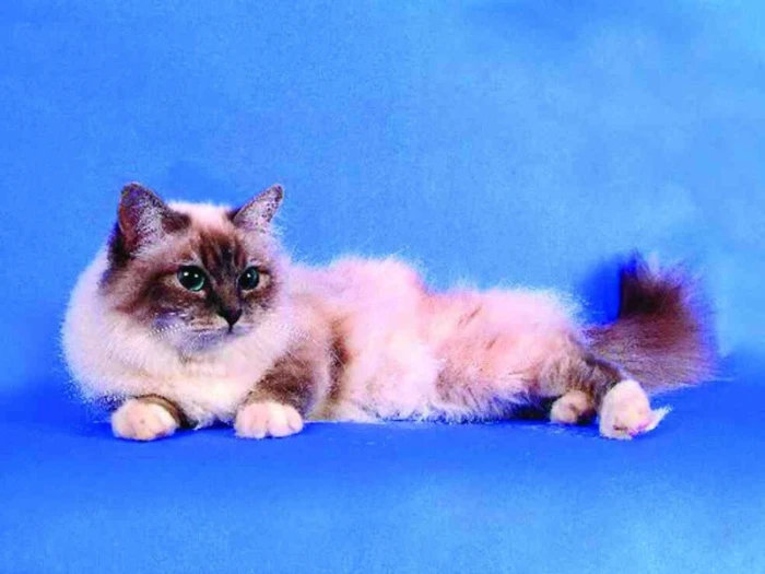 Fluffy cat lying down for informational article about choosing breeds.