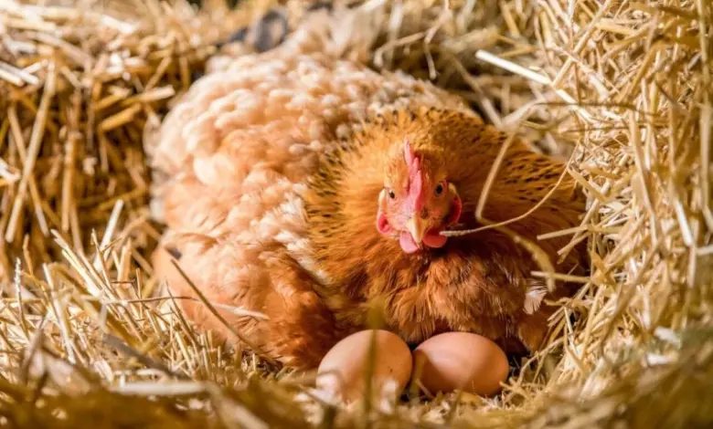 Hnědá slepice sedí v hnízdě s dvěma vejci.