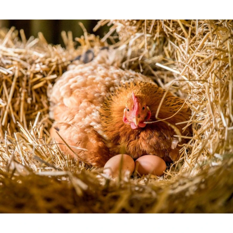 Hnědá slepice sedí v hnízdě s dvěma vejci.