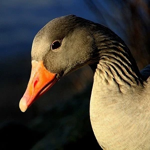 Blízky záběr na hlavu šedé husy s oranžovým zobákem.