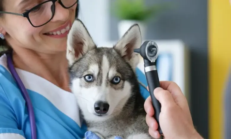 Veterinářka zkoumá uši štěněte s endoskopem.