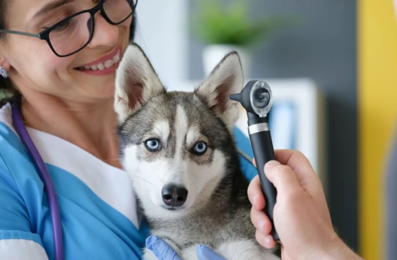 Veterinářka zkoumá uši štěněte s endoskopem.