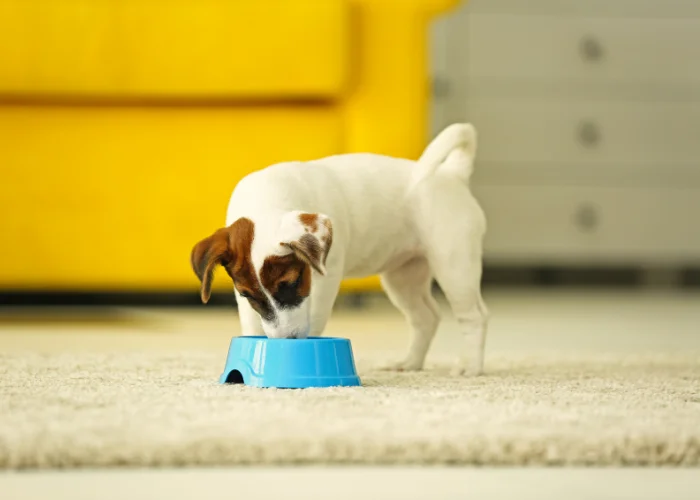 Dog eating from bowl