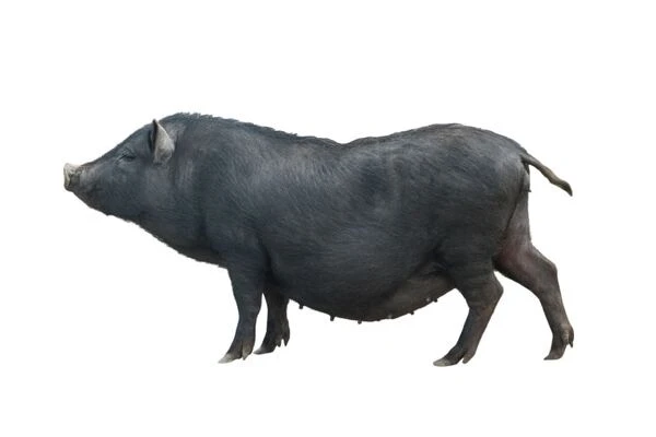 Černá prasnice plemene mangalica na bílém pozadí.