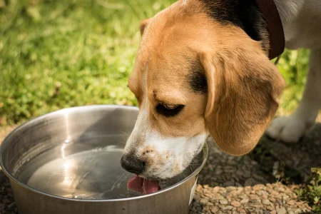 Beagle štěně pije vodu z kovové misky venku.