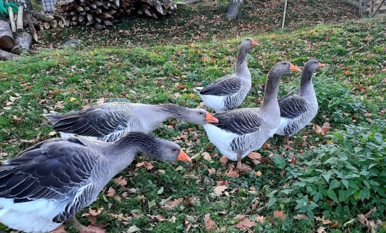 Šedé husy pasou na trávníku s listím podzimním.