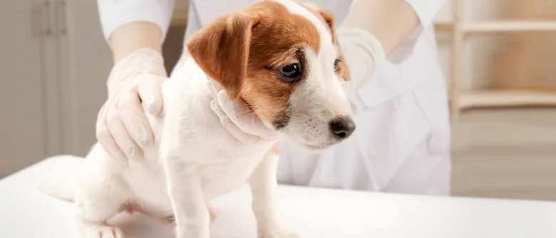 Malý štěněček je vyšetřován veterinářem v ordinaci.