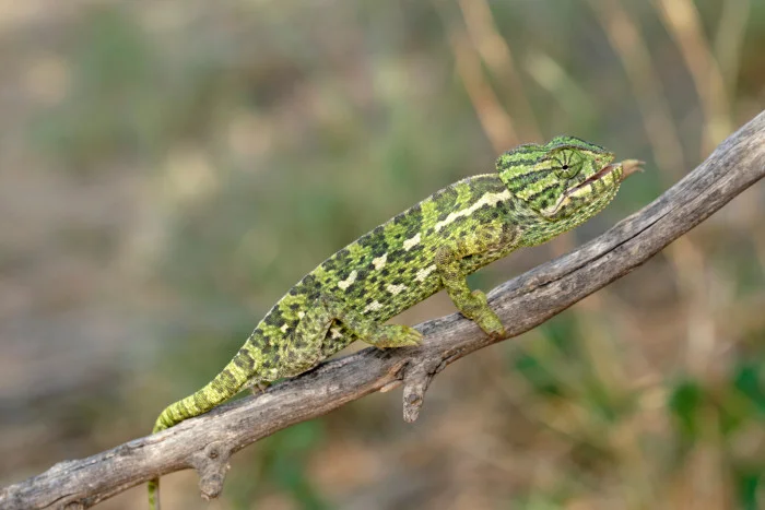 Zelený chameleón sedící na suché větvi v přírodě.