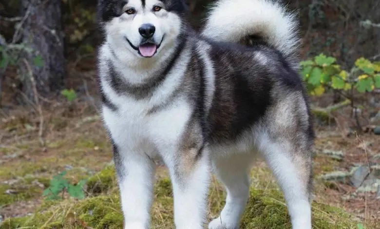 Fluffy štěně malamuta stojí na mechu v lese.