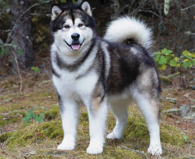 Fluffy štěně malamuta stojí na mechu v lese.