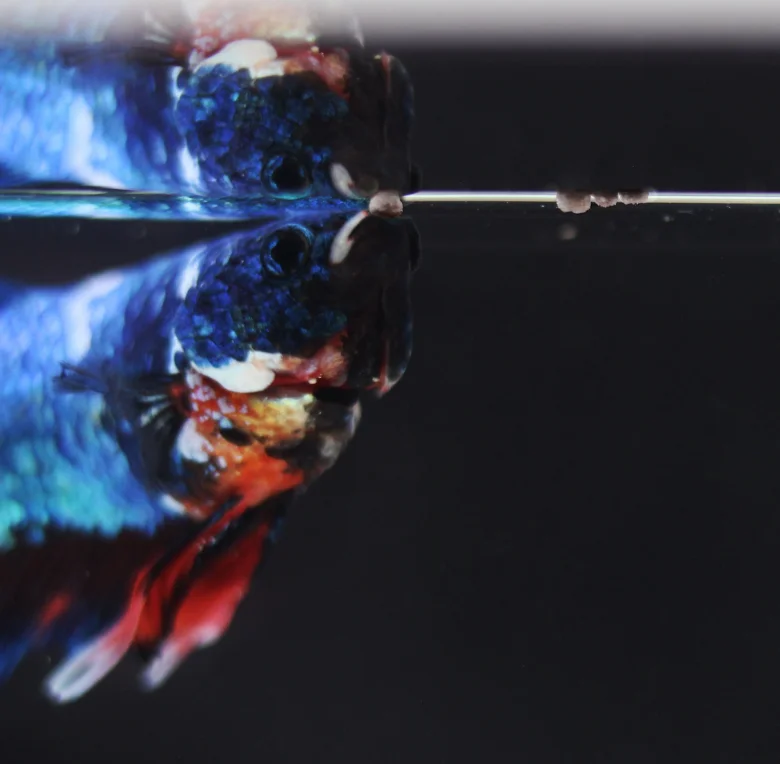 Betta splendens hlava u hladiny vody v akváriu