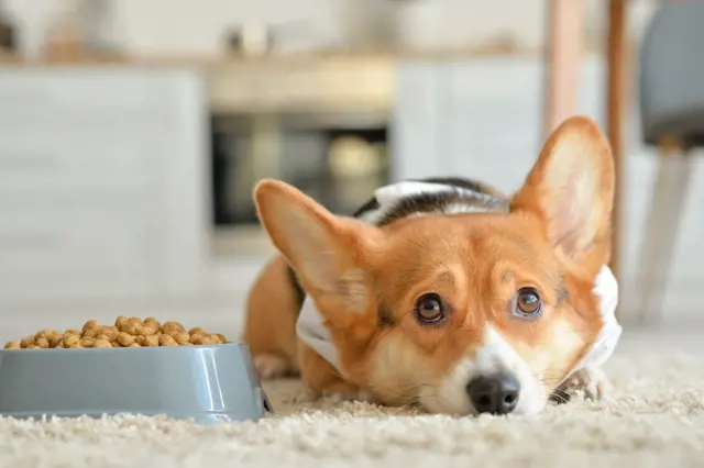 Corgi pes leží vedle misky s suchou potravinou.