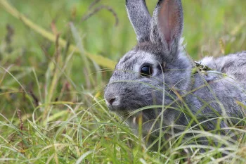 Rabbit in grass