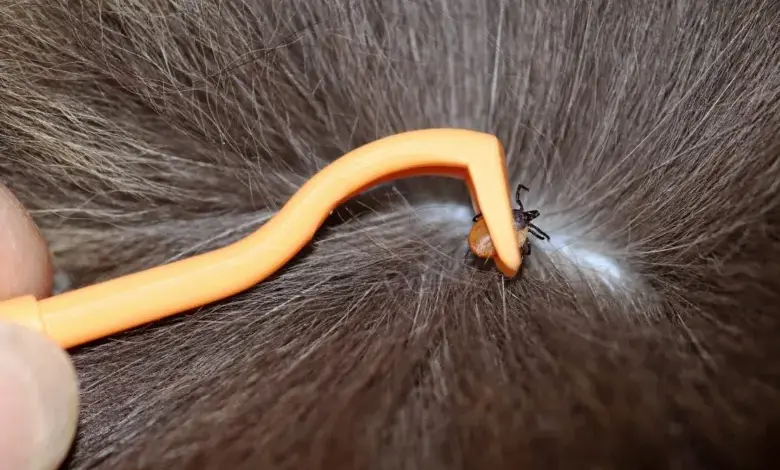 Oranžová nástroj na vyndání klíště z srsti kočky.