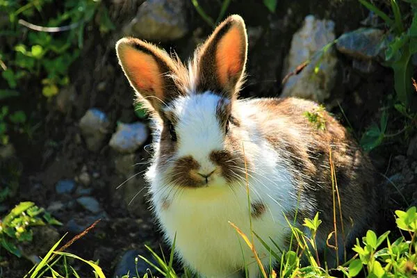 Rabbit in grass