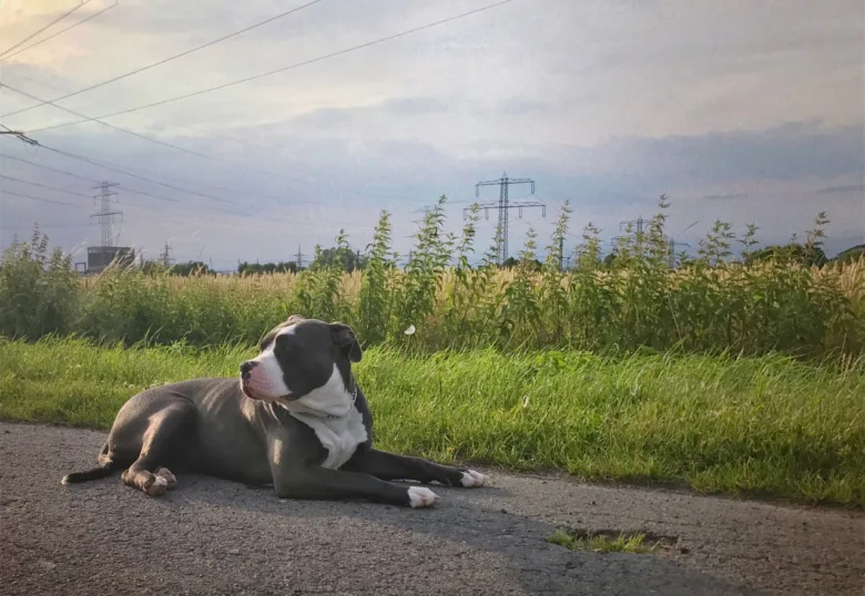 Americký buli leží na cestě vedle trávy.