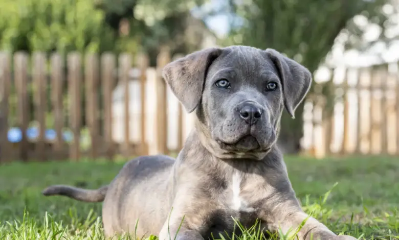 Šedý štěně cane corso leží na trávě.