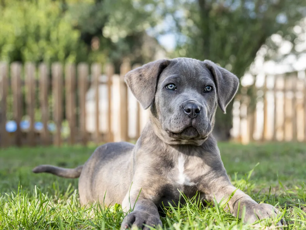 Šedý štěně cane corso leží na trávě.