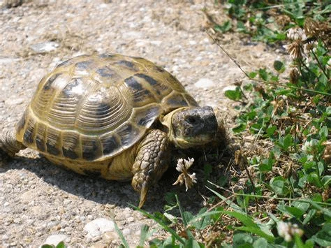 Stepní želva kráčí po kamenné cestě mezi trávou.